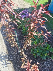 Prunus Persica 'Rubira', Roter Pfirsich, 3-Liter-Topf Kunden-Foto 1