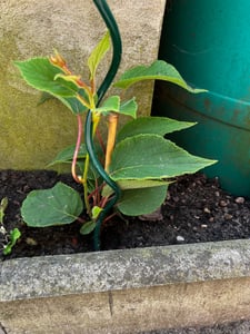 Kiwi Jenny - Actinidia chinensis 'Jenny' - Auto-fertile/auto-fécondable Photo du client 5