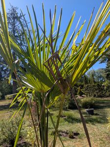 XXXXL 210 - 230 cm Trachycarpus fortunei Hanfpalme, winterharte Palme bis -18°C Kunden-Foto 16