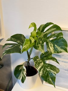 Monstera Deliciosa Variegata, wysokość 40-50 cm | Rzadka, pstrokatowa roślina doniczkowa | Rzadkość | Egzotyczna roślina z rodziny aroniowatych Zdjęcie produktu od klienta nr 2