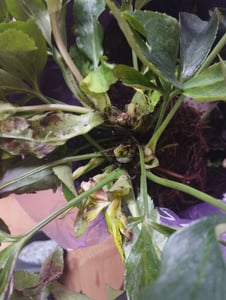 Planten van Frank | Set van 3 kerstrozen (mix) | Helleborus Orientalis | Vaste planten | Winterbloeiende planten | Tuinplanten Klantenfoto 1