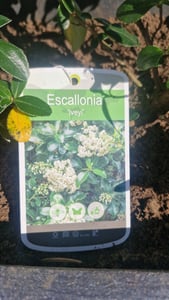 2 x  Andenstrauch  - Escallonia 'Iveyi'  | 30-40 cm in Container Kunden-Foto 2