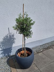 Olivenbaum Stamm Olive 80 - 100 cm hoch, beste Qualität, Olea Europaea Kunden-Foto 12