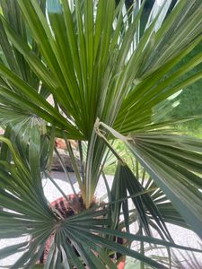 Seltene Trachycarpus Wagnerianus Hanfpalme bis 120 cm Höhe Frosthart bis -19 Grad Kunden-Foto 27