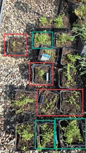 BALDUR Garten 3x Winterharte Bodendecker-Nelke Vivid®, Pflanzen im 9x9 cm-Topf, winterharte Polsterstaude, Gartennelke, mehrjährig, pflegeleicht, Wasserbedarf gering, blühend, Dianthus Hybride Kunden-Foto 1