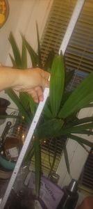 Seltene Trachycarpus Wagnerianus Hanfpalme bis 120 cm Höhe Frosthart bis -19 Grad Kunden-Foto 16