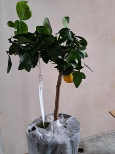 Orangenbaum Arcobal 70–100 cm – Citrus sinensis ‘Arcobal’ – exotischer Zitrusbaum, aromatische Früchte, Kübelpflanze für Balkon & Terrasse Kunden-Foto 5