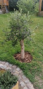 Sunny Tree - Olivenbaum - Olea Europaea in Strauchform - Höhe ca. 80-100 cm inkl. Topf. -  Winterhart bis -18 - Immergrün Kunden-Foto 43