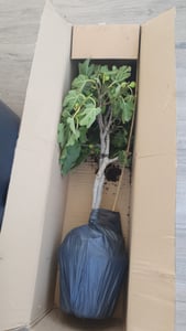 Feigenbaum - hell UND dunkel - in 1 Topf, Obstbaum, winterhart, Ficus Carica, Feige Kunden-Foto 4