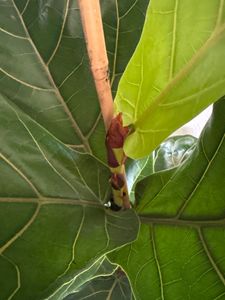 Geigenfeige - pflegeleichte Zimmerpflanze, Ficus Lyrata - Höhe ca. 100 cm, Topf-Ø 21 cm Kunden-Foto 1