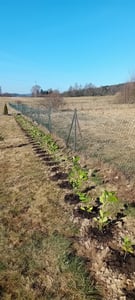 Lauroceraso 'Novita' 30-50 cm - 1 Pflanze - Prunus laurocerasus 'Novita' - Topfgewachsen Foto del cliente 3