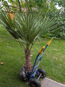 Trachycarpus fortunei 130 - 150 cm Palme Hanfpalme, winterhart bis -18°C Kunden-Foto 6
