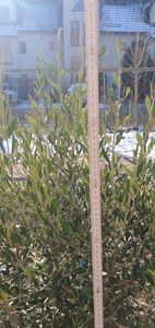 Olivenbaum Olive "20 Jahre" beste Qualität, Stammumfang 20 - 30 cm, winterhart, Olea Europaea Kunden-Foto 8