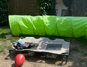 Hunde Spieltunnel Hundehöhle Agility Tunnel Hundetunnel Spieltunnel 500x55cm BLAU Kunden-Foto 2