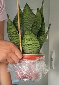 Bogenhanf - pflegeleichte Zimmerpflanze, Sansevieria zeylanica - Höhe ca. 65 cm, Topf-Ø 17 cm Kunden-Foto 1