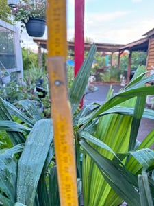 XXL winterharte Palme Hanfpalme 160-220 cm -18 °C Trachycarpus Fortunei Kunden-Foto 28