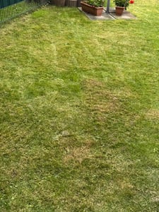 Fepro® Rasensamen Sport- und Spielrasen Sportrasen Grassamen Rasen Rasensaat Gras, 2 x 10kg Sack Kunden-Foto 2