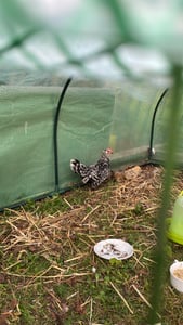 Outsunny Gewächshaus mit PE-Gitterfolie Aufrollbar Seitenwände, Tomatenhaus Kunden-Foto 3