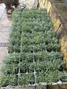 Blauer Duft-Lavendel 48 Lavendel Pflanze angustifolia - Lavendelpflanzen winterhart - echter lavendel - Gartenpflanzen -    48 x Ø7 cm - 15 cm Kunden-Foto 11