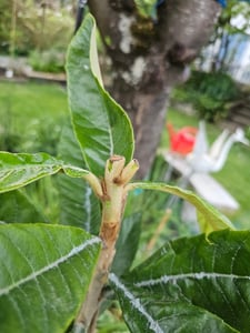 Eriobotrya japonica 'Tanaka', Japanische Mispel, Höhe 100 cm, 5-Liter-Topf Kunden-Foto 3