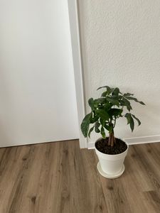 Pachira aquatica, également appelée "glückskastanie" (châtaigne porte-bonheur) - pot de 12 cm Photo du client 1