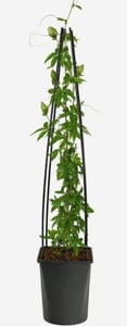 Passionsblume Passiflora caerulea 60–70 cm – winterharte Kletterpflanze, exotisch, pflegeleicht, ideal für Garten, Balkon & Terrasse Kunden-Foto 5