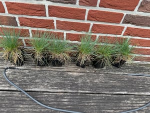 6 x Zwenkgras - Festuca glauca 'Elijah Blue'  | Topf 9cm x 9cm Kunden-Foto 1