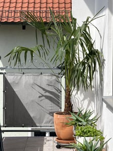 XXXXL 210 - 230 cm Trachycarpus fortunei Hanfpalme, winterharte Palme bis -18°C Kunden-Foto 9