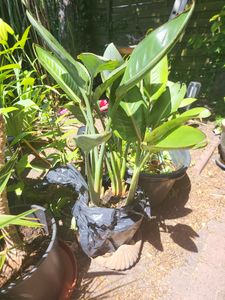 Strelitzia reginae 80–100 cm – ptak rajski, egzotyczna roślina doniczkowa, strelitzia, duża roślina zielona, 2–3 rośliny w doniczce Zdjęcie produktu od klienta nr 1