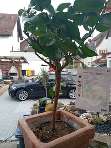 Grünwaren: echter Zitronenbaum 70 - 100 cm Zitrone Citrus Limon Zitruspflanze Kunden-Foto 15