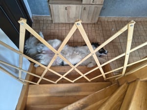 Relaxdays Hundeabsperrgitter ausziehbar bis 108,5 cm, 47,5-60 cm hoch, Bambus, Hunde Schutzgitter für Treppe & Tür, weiß Kunden-Foto 1