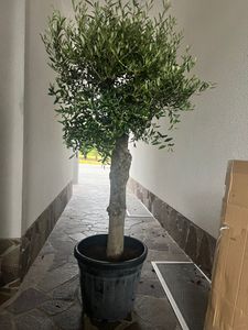 XXL olivovník, věk 25–30 let, odrůda Olea Europaea, vysoký kmen, výška 160–200 cm, tvarovaný keř, obvod kmene cca 20 cm. Středozemní olivovník Fotografie od zákazníka č. 8