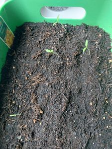 Stabtomate, Harzglut F1 Kunden-Foto 1