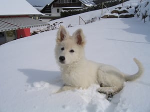 Carl Dick Weißer Schäferhund mit Leine stehend ca. 26cm lang, ca. 22cm hoch 3485 Kuscheltier, Plüschtier, Stofftier Kunden-Foto 1
