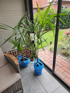 Konopná palma čínská 130 - 160 cm Trachycarpus fortunei - mrazuvzdorná palma Fotografia od zákazníka č. 6
