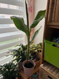 Winterharde bananenplant Musa sikkimensis 'Ever Red', 60-80 cm – Exotische bananenplant voor tuin, terras en potten Klantenfoto 1