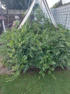 Wassermelonen Sugar Baby Samen - Citrullus lanatus - Wassermelonensamen - Obstsamen - Saatgut für 10 Pflanzen Kunden-Foto 1