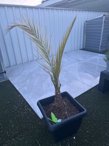 Palme XXL 180 cm Phoenix canariensis, kanarische Dattelpalme, winterhart Kunden-Foto 11