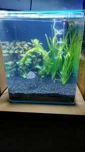Dennerle Nano Cube, 20 Liter - 25 x 25 x 30 cm - Mini-Aquarium mit abgerundeten Ecken Kunden-Foto 2