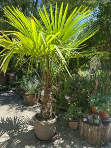 XXXXL 210 - 230 cm Trachycarpus fortunei Hanfpalme, winterharte Palme bis -18°C Kunden-Foto 3