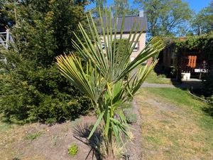 XXXXL 210 - 230 cm Trachycarpus fortunei Hanfpalme, winterharte Palme bis -18°C Kunden-Foto 15