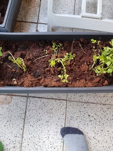 Bloomique - Lot de 3 - Levisticum Officinale - Livèche - Maggiplant - Aromatiques - Plantes de jardin - Résistantes à l'hiver - Hauteur 10-20 cm - Pot 9x9 cm Photo du client 2