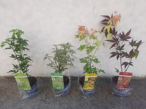 Bloomique - Mischung aus 4 Japanischen Ahornbäumen - Winterharte Pflanzen - Gartenpflanzen Winterhart - Höhe 20-30 cm - Topf 10,5 cm Kunden-Foto 1