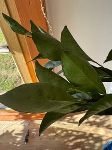 Orangenbaum Citrus sinensis Washington Navel 120–140 cm – süße Saftorangen, winterhart bedingt, Kübelpflanze Terrasse Balkon Garten Kunden-Foto 4