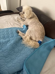 Hundematte Kühlmatte,Rutschfest Haustier Kühlmatte für Hunde,Kühlmatte für Katzen,Haustier Kühlbett für den Innen- und Außenbereich 50 x 60 Kunden-Foto 1