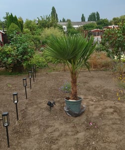 XXL Palme winterhart 140 - 160 cm Trachycarpus fortunei, Hanfpalme, Kunden-Foto 71