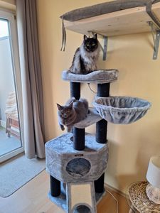 FEANDREA Kratzbaum 186 cm, Katzenbaum für große katzen, 13 dicken Säulen (11 cm d), stabil, Kippschutz, Tintenschwarz Kunden-Foto 10
