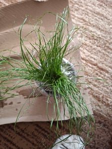 Kattenkruid - Cyperus alternifolius - ter ondersteuning van de spijsvertering bij katten Klantenfoto 2