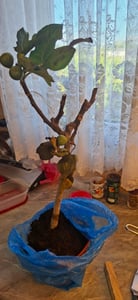 Ficus carica Ronde de Bordeaux 70–100 cm Fico resistente al freddo Fichi dolci Pianta mediterranea per giardino, balcone e terrazza Foto del cliente 2