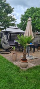 XXXXL 210 - 230 cm Trachycarpus fortunei Hanfpalme, winterharte Palme bis -18°C Kunden-Foto 12